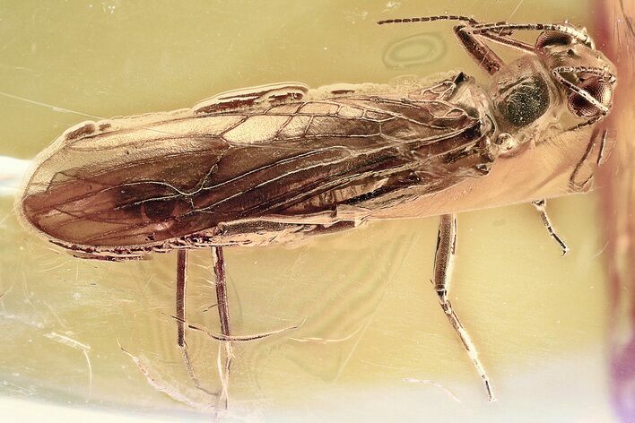 Detailed Fossil Spring Stonefly (Nemouridae) In Baltic Amber #372482